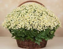Цветочная композиция из Ромашки в корзине #REPLACE_PRED# Кулебаки