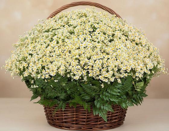 Цветочная композиция из Ромашки в корзине в Кулебаки